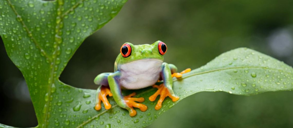 Batrachophobie : quand la peur des grenouilles devient incontrôlable